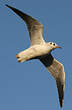 Mouette rieuse