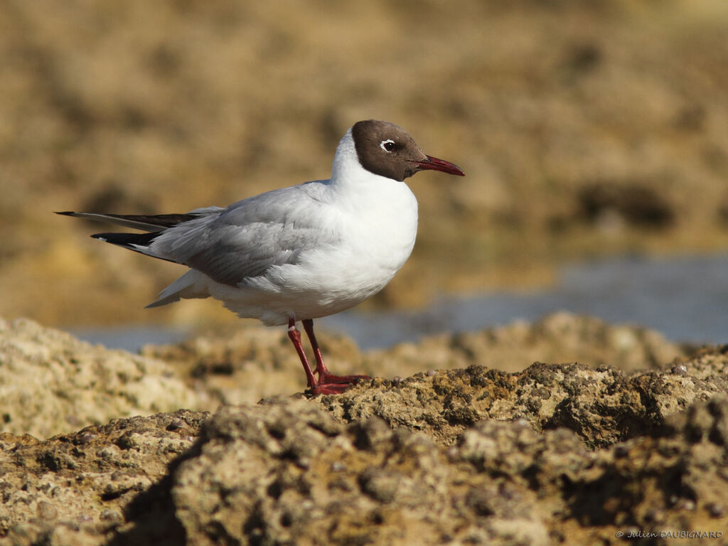 Mouette rieuseadulte, identification