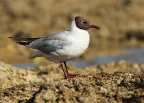 Mouette rieuse