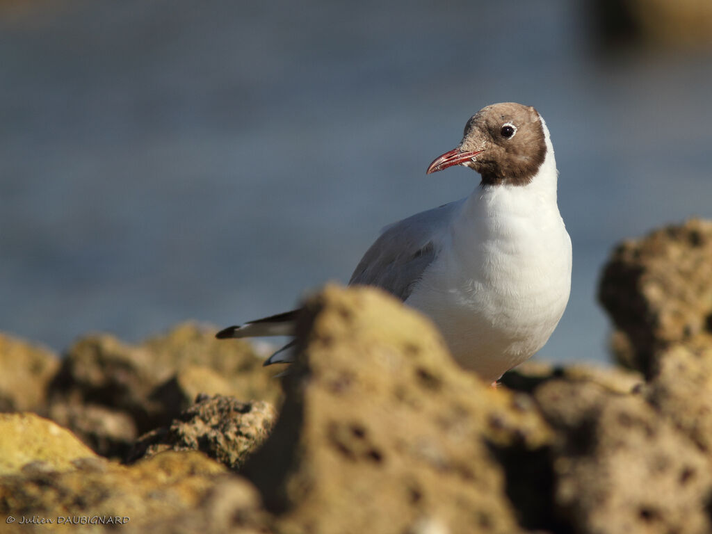 Mouette rieuseadulte, identification