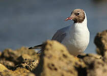 Mouette rieuse