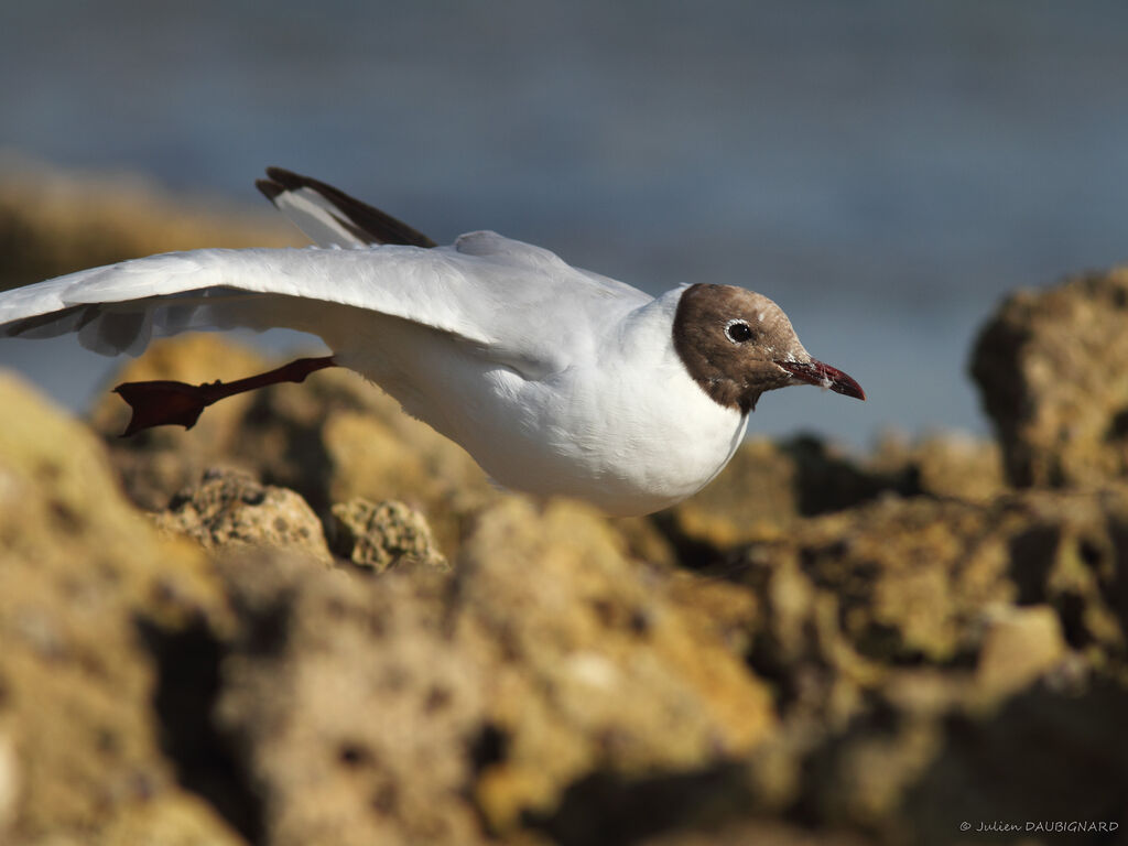 Mouette rieuseadulte, identification