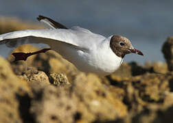 Mouette rieuse