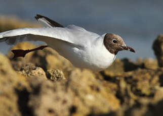 Mouette rieuse