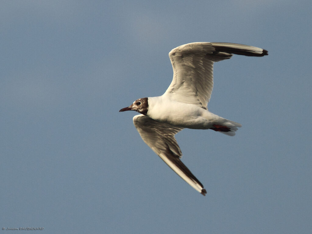 Mouette rieuse, Vol