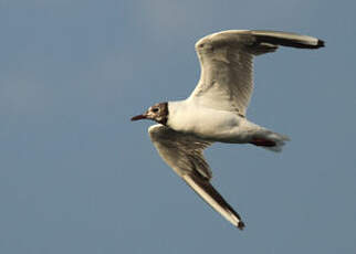 Mouette rieuse