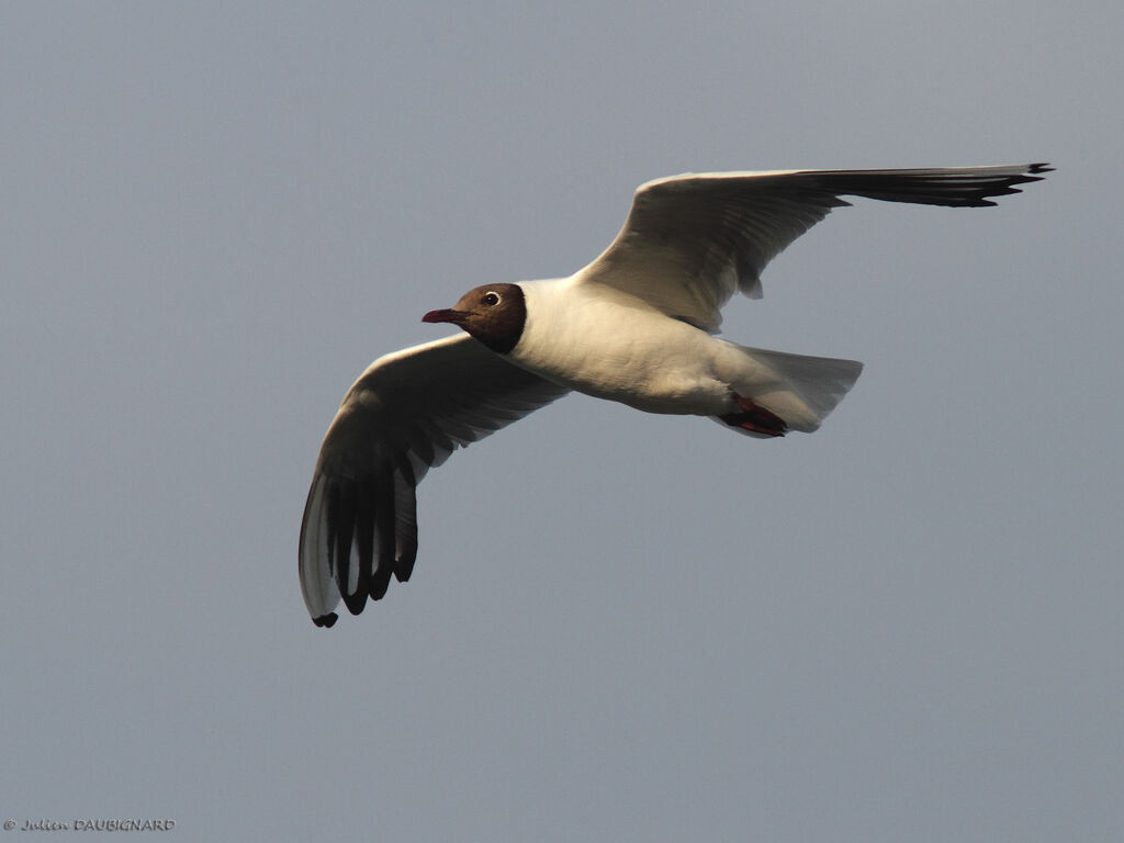 Black-headed Gull, Flight