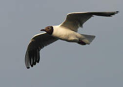 Mouette rieuse