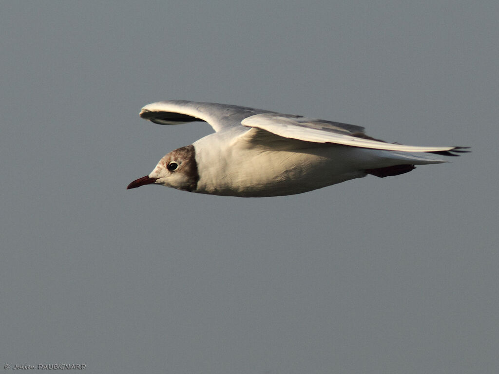 Black-headed Gull, Flight