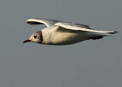 Black-headed Gull