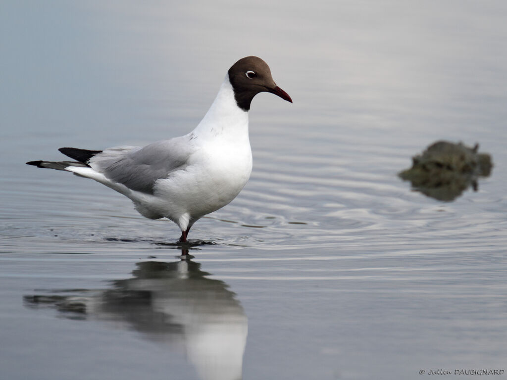 Mouette rieuseadulte nuptial, identification