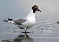 Black-headed Gull