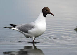 Mouette rieuse