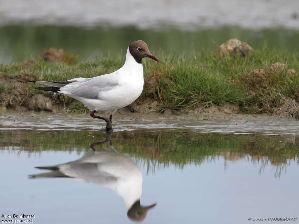 Mouette rieuseadulte nuptial, identification, Comportement