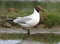 Mouette rieuse