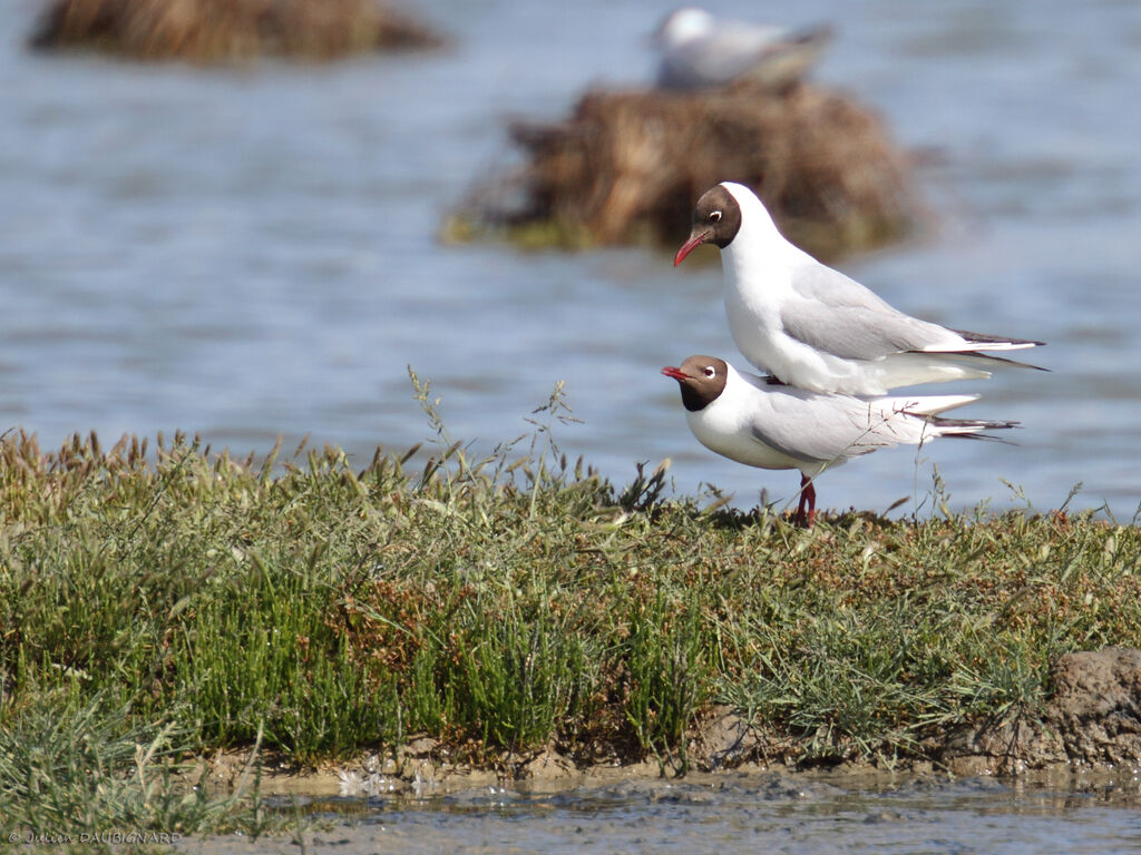 Mouette rieuseadulte nuptial, accouplement.