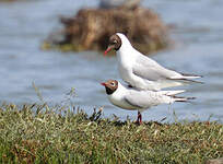 Mouette rieuse