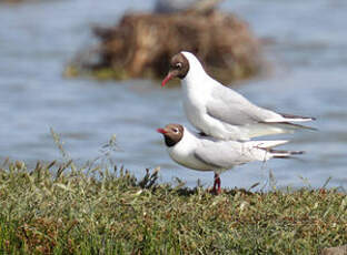 Mouette rieuse