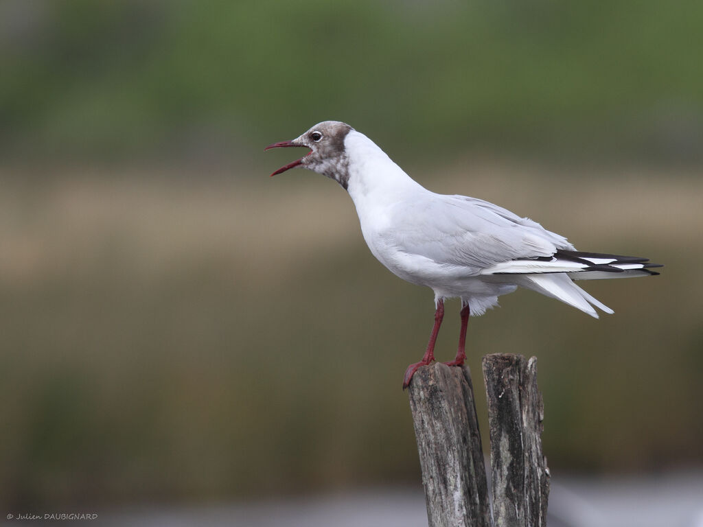 Mouette rieuse, identification