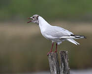 Mouette rieuse