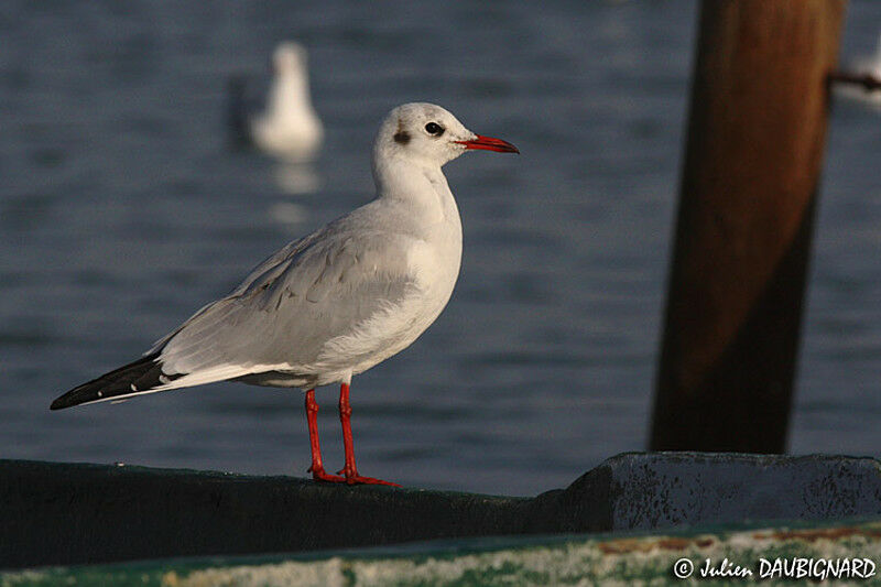 Black-headed Gull