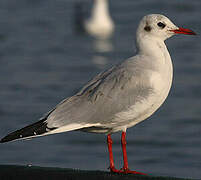 Mouette rieuse