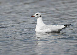 Mouette rieuse