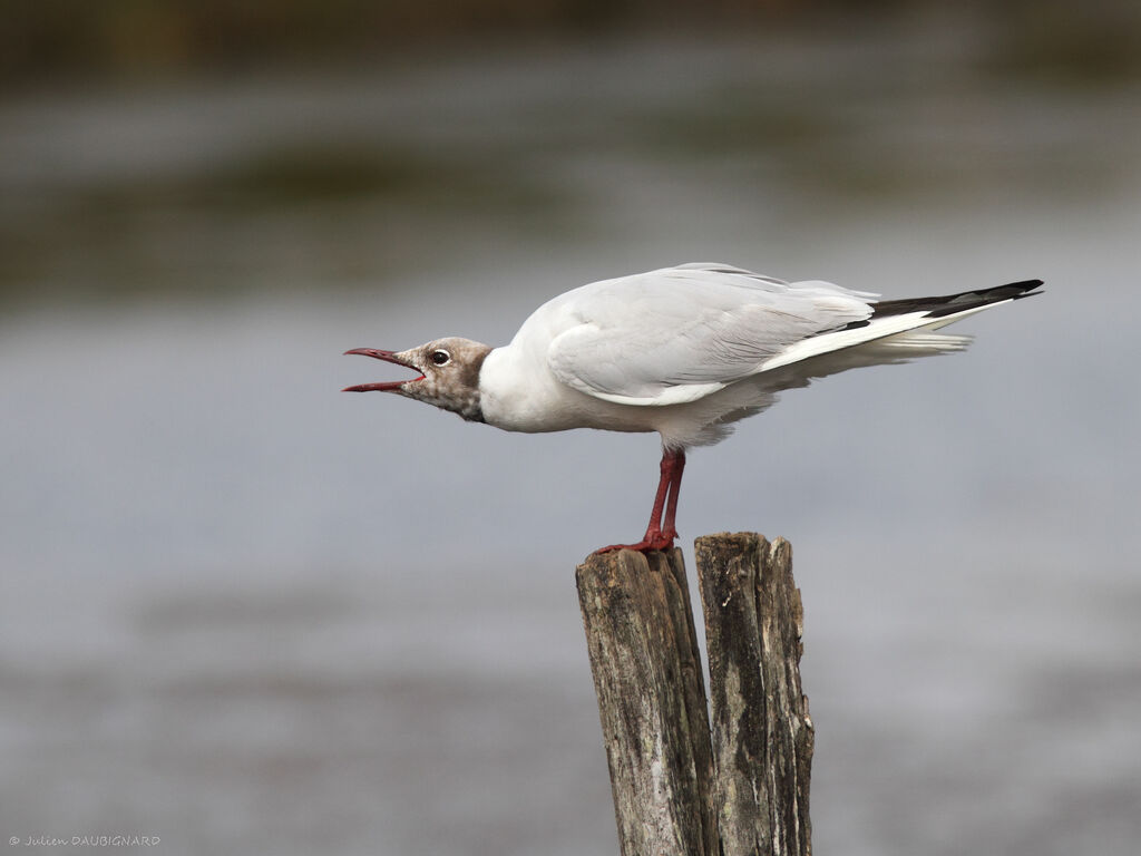 Black-headed Gull, identification