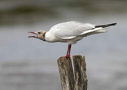 Mouette rieuse