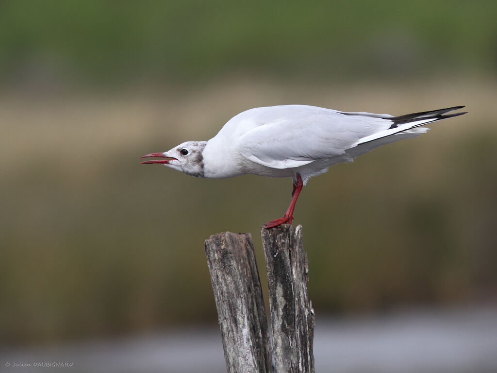 Black-headed Gull, identification