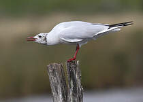 Mouette rieuse