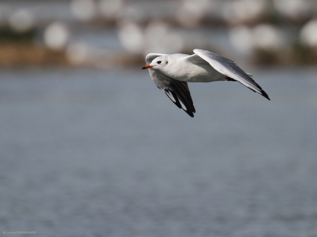 Mouette rieuse, Vol