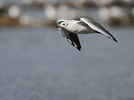 Mouette rieuse