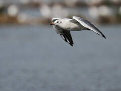 Black-headed Gull