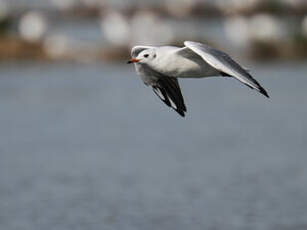 Mouette rieuse