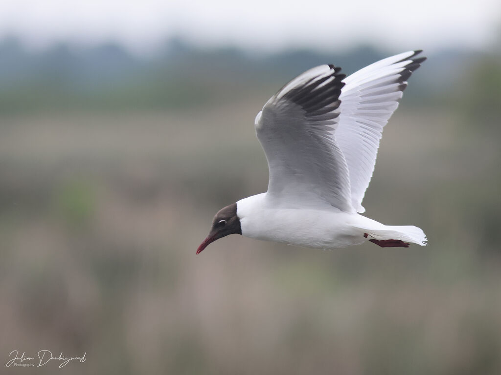 Mouette rieuse