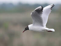 Mouette rieuse