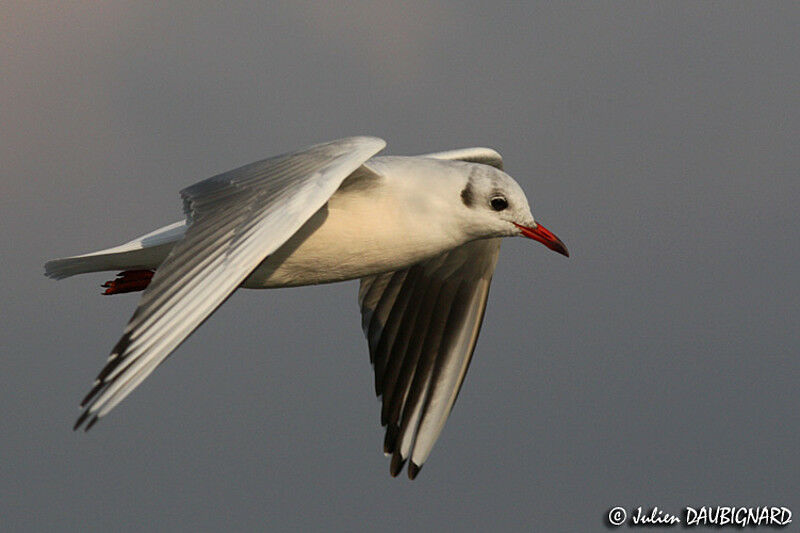 Mouette rieuse