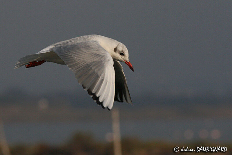 Black-headed Gull