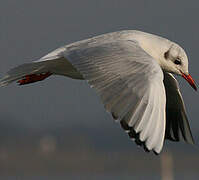 Mouette rieuse