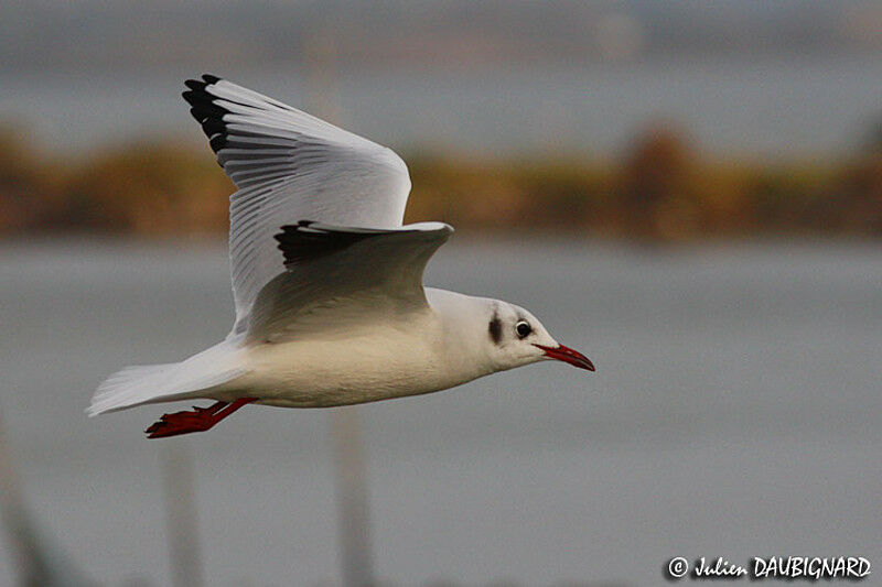 Mouette rieuse