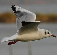 Mouette rieuse