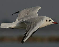 Black-headed Gull