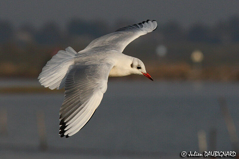 Mouette rieuse