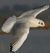 Mouette rieuse