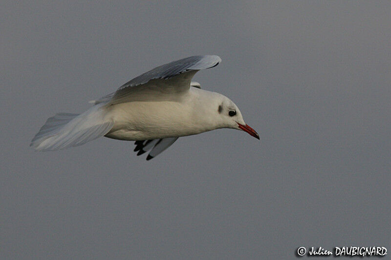 Black-headed Gull