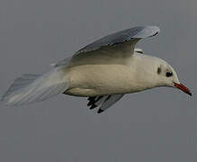 Mouette rieuse