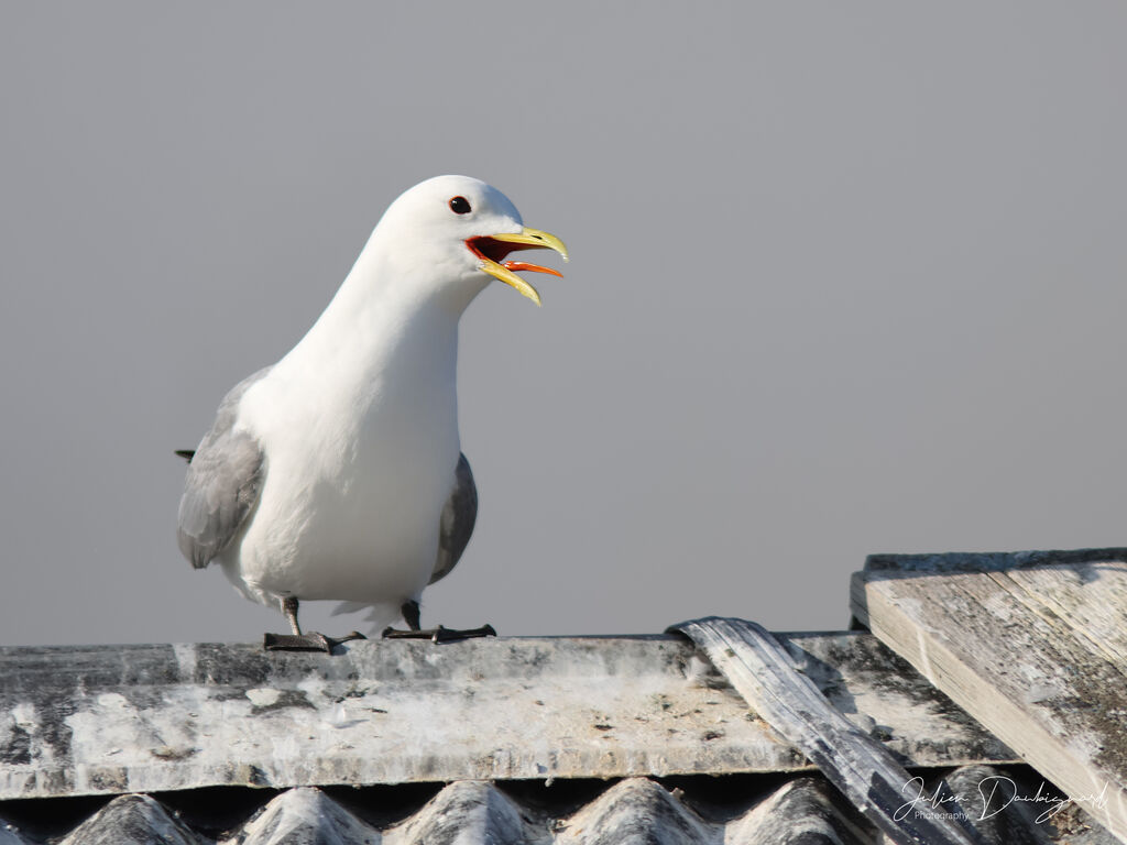 Mouette tridactyle