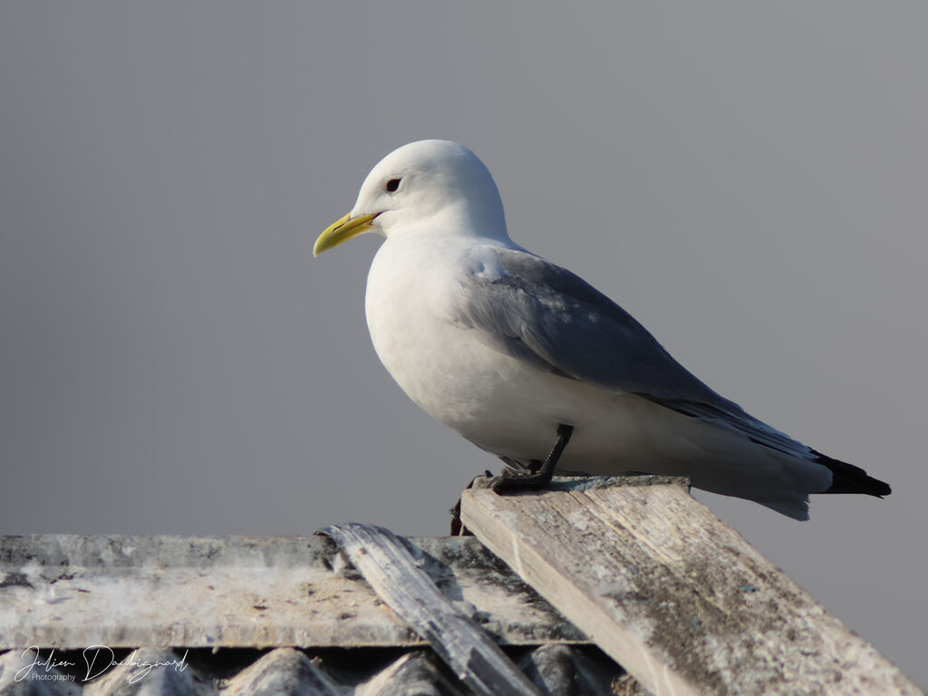 Mouette tridactyle