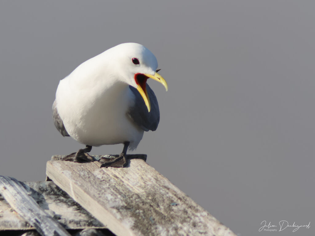 Mouette tridactyle